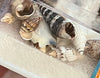 Sea Shells in a Box | Seashell Gift Box