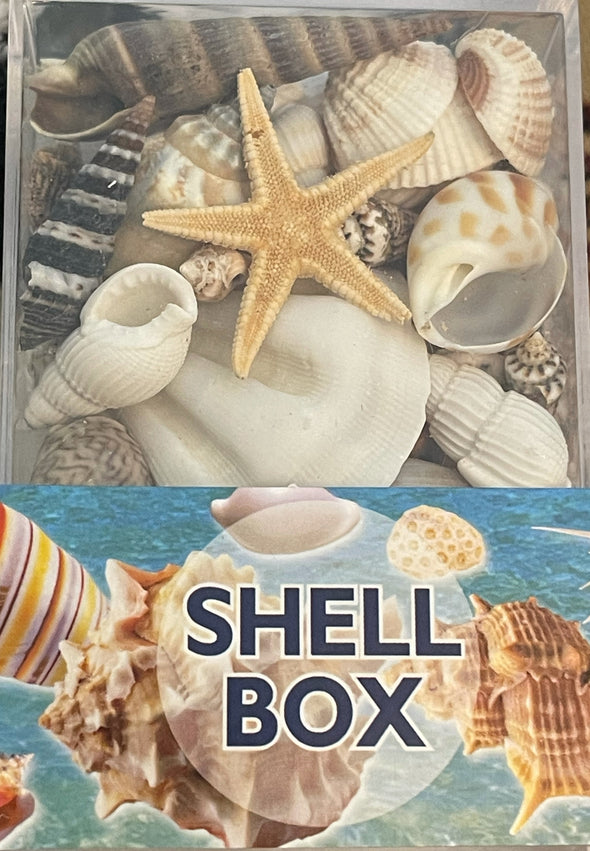 Sea Shells in a Box | Seashell Gift Box