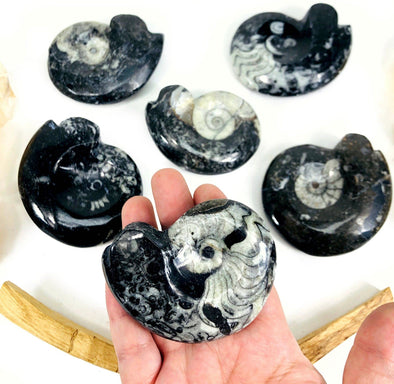 Ammonite Polished Fossils